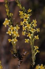 Struthiola eckloniana