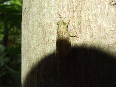 Chlorocysta suffusa