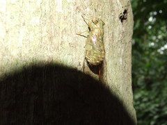 Chlorocysta suffusa