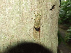Chlorocysta suffusa