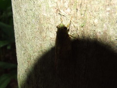 Chlorocysta suffusa