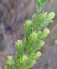Erica opulenta