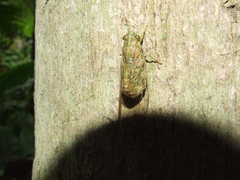 Chlorocysta suffusa