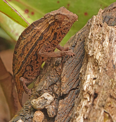 Rieppeleon brevicaudatus