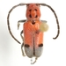 Tetraopes linsleyi - Photo (c) Mike Quinn, Austin, TX, some rights reserved (CC BY-NC), uploaded by Mike Quinn, Austin, TX