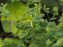 Crepidiastrum denticulatum