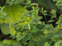 Crepidiastrum denticulatum