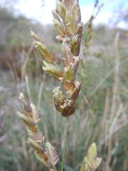 Eragrostis capensis