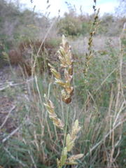Eragrostis capensis