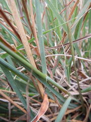 Eragrostis capensis