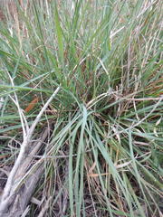 Eragrostis capensis