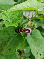 Hycleus biundulatus