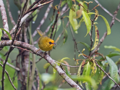 Cyanoderma chrysaeum