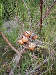 Hakea drupacea