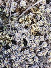 Raoulia parkii