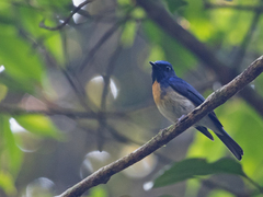 Cyornis