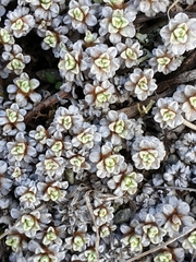 Raoulia parkii