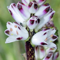 Lachenalia contaminata