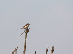 Lanius collurioides