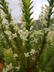 Struthiola striata