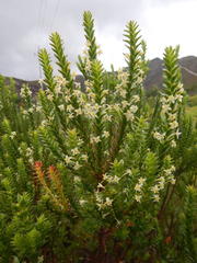 Struthiola striata
