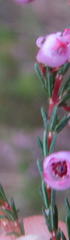 Erica gracilis