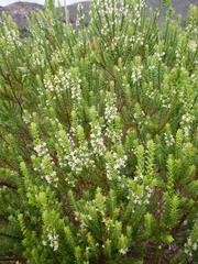 Struthiola striata