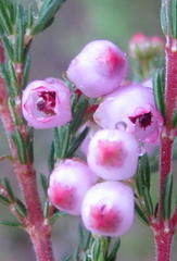 Erica gracilis