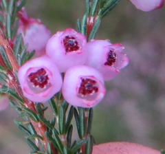 Erica gracilis