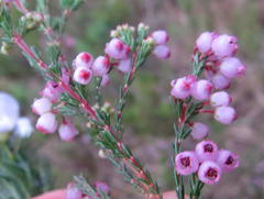 Erica gracilis