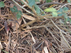 Eleutherococcus trifoliatus