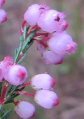 Erica gracilis