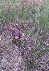 Erica gracilis