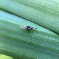Poecilohetaerus aquilus