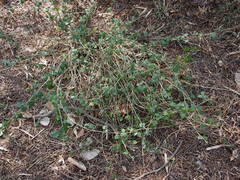 Eleutherococcus trifoliatus