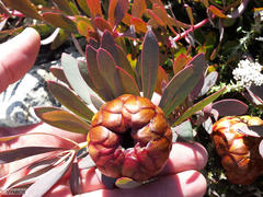Protea effusa