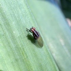 Poecilohetaerus aquilus