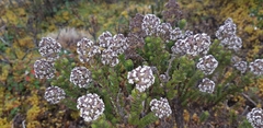 Valeriana microphylla