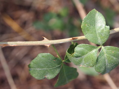 Eleutherococcus trifoliatus