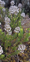 Valeriana microphylla