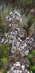 Valeriana microphylla