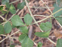 Eleutherococcus trifoliatus