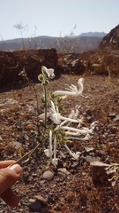 Schizanthus integrifolius