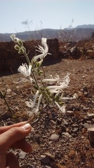 Schizanthus integrifolius