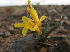Tritonia florentiae