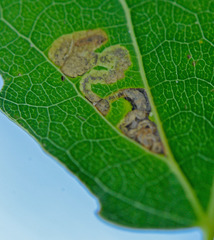Stigmella assimilella