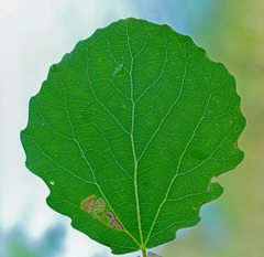 Stigmella assimilella