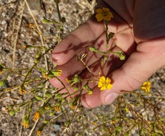 Deinandra pentactis