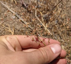 Eriogonum elegans