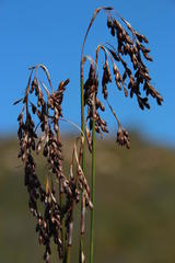 Rhodocoma fruticosa